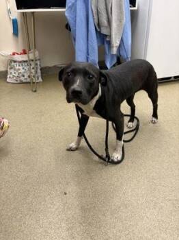 Gardenia -  Terrier and Mixed Breed Dog for Adoption in Palm Coast, Florida - Gardenia | PetCurious