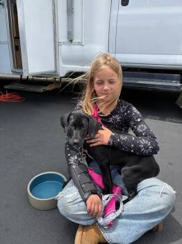 Poppy -  Labrador Retriever Dog for Adoption in Eureka, California - Poppy | PetCurious