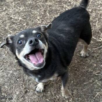 Chihuahua Dogs Available for Adoption - Rocky | PetCurious