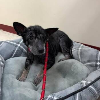 Regina -  Mixed Breed Dog for Adoption in Fairmont, West Virginia - Regina | PetCurious