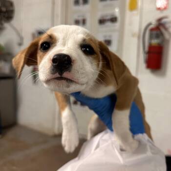 Mixed Breed Dogs Available for Adoption in Edinburg, Texas - Georgina | PetCurious