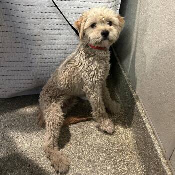 IVHS-Stray-142456 -  Miniature Poodle Dog for Adoption in San Gabriel, California - IVHS-Stray-142456 | PetCurious