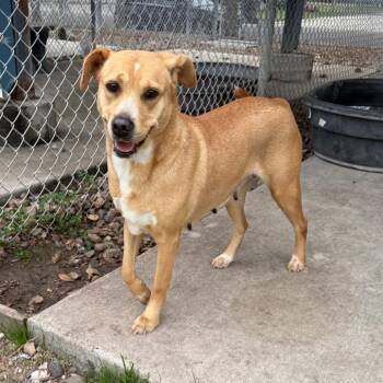 Brownie -  Labrador Retriever and Mixed Breed Dog for Adoption in Corpus Christi, Texas - Brownie | PetCurious