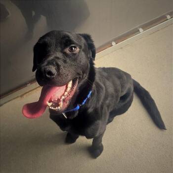 Koda -  Black Labrador Retriever Dog for Adoption in Wilmington, Delaware - Koda | PetCurious