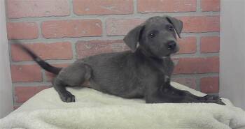 BLOSSOM -  Catahoula Leopard Dog and Mixed Breed Dog for Adoption in Houston, Texas - BLOSSOM | PetCurious