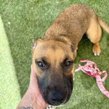 Maple -  Hound Dog for Adoption in Agoura Hills, California - Maple | PetCurious