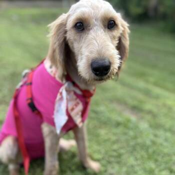 Samantha -  Labradoodle Dog for Adoption in Alafaya, Florida - Samantha | PetCurious