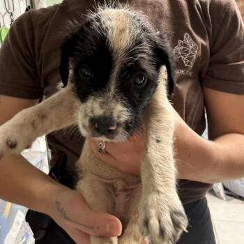 Poodle and Pointer Dogs Available for Adoption - Jerry Seinfeld | PetCurious