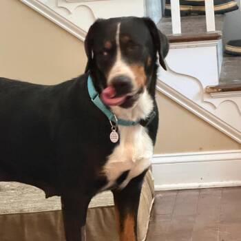 Taylor -  Greater Swiss Mountain Dog Dog for Adoption in West Chester, Pennsylvania - Taylor | PetCurious