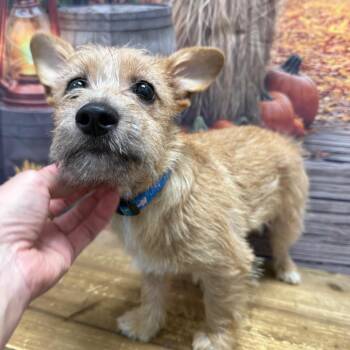 Minkins -  Chihuahua and Yorkshire Terrier Dog for Adoption in Normal, Illinois - Minkins | PetCurious