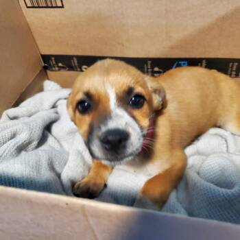 Hadley -  Mixed Breed Dog for Adoption in Jefferson City, Tennessee - Hadley | PetCurious