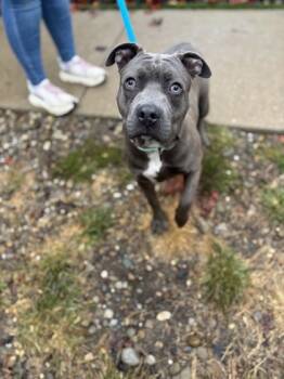 Rescue Pit Bull Terrier and American Bulldog Dogs for Adoption in Valley View, Ohio - Howdy | PetCurious