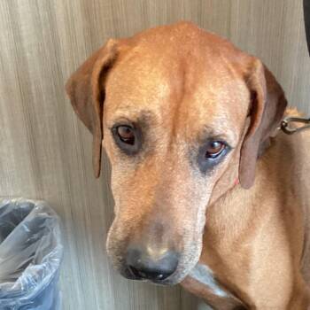 Lilly -  Rhodesian Ridgeback Dog for Adoption in Tampa, Florida - Lilly | PetCurious