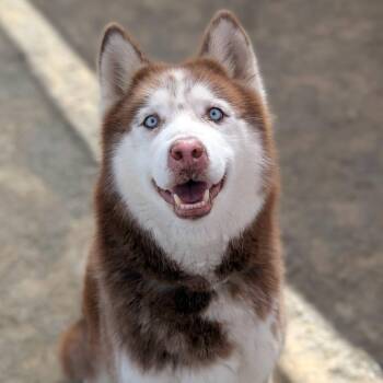 Nacho* -  Husky Dog for Adoption in San Gabriel, California - Nacho* | PetCurious