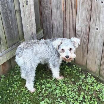 Remy -  Mixed Breed Dog for Adoption in Huntington, West Virginia - Remy | PetCurious
