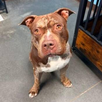 Sarge -  Pit Bull Terrier Dog for Adoption in Idaho Falls, Idaho - Sarge | PetCurious
