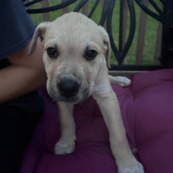 Archie -  Boxer and Husky Dog for Adoption in Colonial Heights, Virginia - Archie | PetCurious