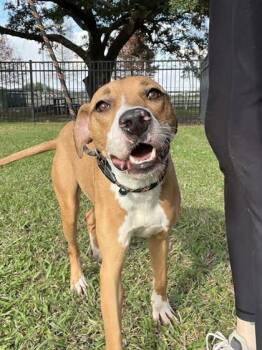 Terrier Dogs Available for Adoption - Tiana (157458) (In A Foster Home) | PetCurious