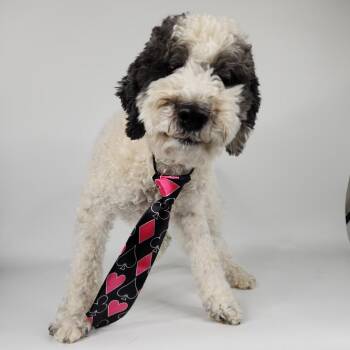 Poodle and Australian Shepherd Dogs Available for Adoption in Fort Wayne, Indiana - Spade | PetCurious