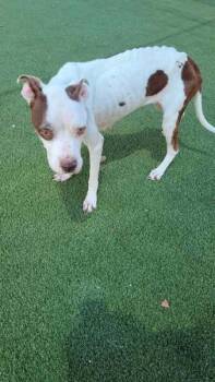 Rescue Boxer Dogs for Adoption in New York, New York - Marge TX | PetCurious