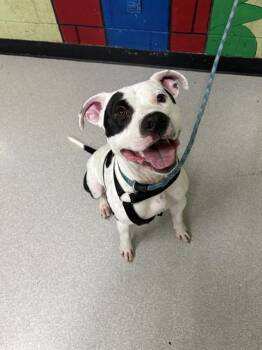 Rescue Pit Bull Terrier Dogs for Adoption in Indianapolis, Indiana - SPONGE | PetCurious