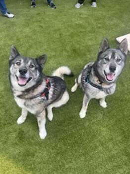 Siberian Husky Dogs Available for Adoption - Max And Mike-CAN BE SEPARATED | PetCurious