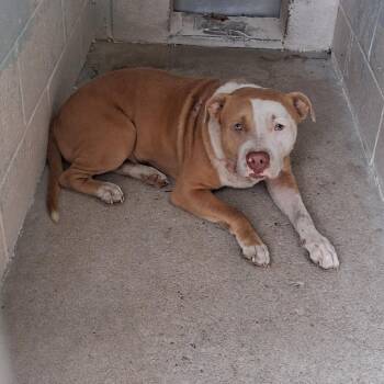 Rex -  Mixed Breed Dog for Adoption in Summerville, South Carolina - Rex | PetCurious