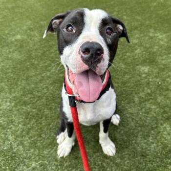 Tice -  Pit Bull Terrier Dog for Adoption in Philadelphia, Pennsylvania - Tice | PetCurious