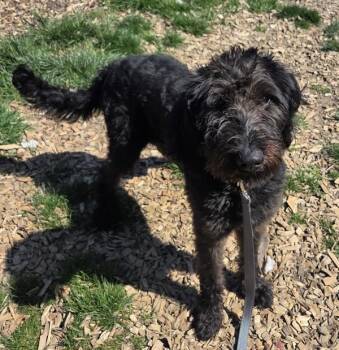Standard Poodle Dogs Available for Adoption in Salem, Oregon - Jubilee | PetCurious