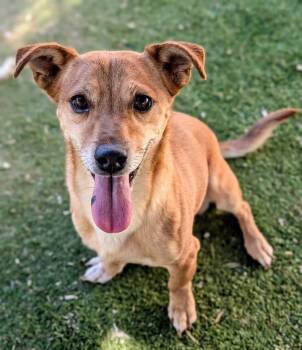 KC26-47 -  Dachshund Dog for Adoption in Ridgecrest, California - KC26-47 | PetCurious