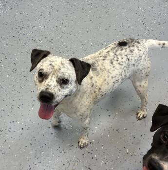 Rescue Australian Cattle Dog Blue Heeler Dogs for Adoption in Senatobia, Mississippi - Pongo | PetCurious