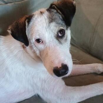 Australian Shepherd and Husky Dogs Available for Adoption in Friendswood, Texas - Arlo Love You So | PetCurious