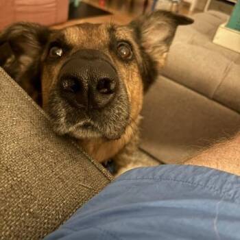 Maverick -  German Shepherd Dog Dog for Adoption in Roswell, Georgia - Maverick | PetCurious