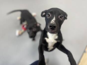 American Bully Dogs Available for Adoption - Joanne | PetCurious