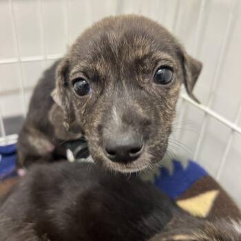 Mixed Breed Dogs Available for Adoption in Austin, Texas - Dior | PetCurious