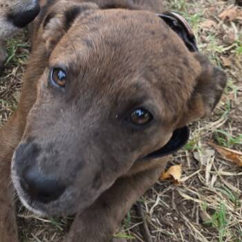 Rescue Mixed Breed and Catahoula Leopard Dog Dogs for Adoption in Duncan, Oklahoma - May | PetCurious