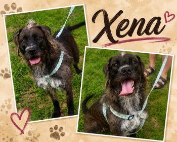 Xena -  Terrier Dog for Adoption in Zimmerman, Minnesota - Xena | PetCurious