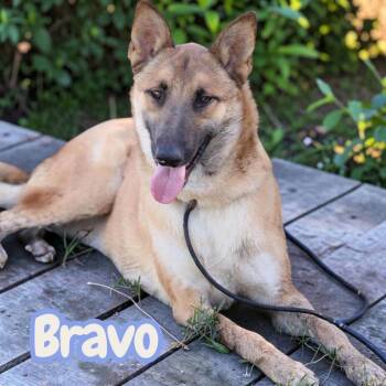 Bravo -  German Shepherd Dog and Belgian Shepherd Malinois Dog for Adoption in Kuna, Idaho - Bravo | PetCurious