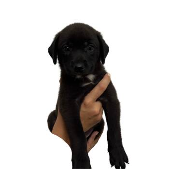 Vader -  Shepherd and Labrador Retriever Dog for Adoption in Panama City, Florida - Vader | PetCurious