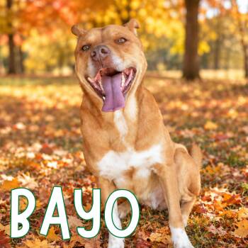 Bayo -  Mixed Breed Dog for Adoption in Mississauga, Ontario - Bayo | PetCurious