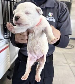 Pit Bull Terrier and Mixed Breed Dogs Available for Adoption in Houston, Texas - A654383 | PetCurious