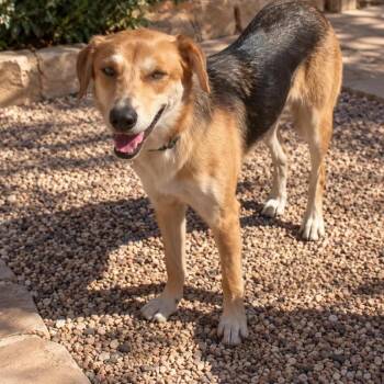Clara -  Shepherd and Mixed Breed Dog for Adoption in Phoenix, Arizona - Clara | PetCurious