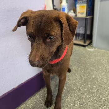 Soy Sauce Rickles -  Feist Dog for Adoption in Greenville, South Carolina - Soy Sauce Rickles | PetCurious