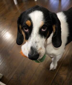 Miss Maebelle Lucille -  Basset Hound Dog for Adoption in Tulsa, Oklahoma - Miss Maebelle Lucille | PetCurious