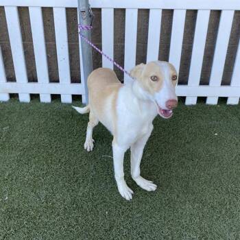 Rescue Border Collie and Greyhound Dogs for Adoption in Modesto, California - KYLE | PetCurious