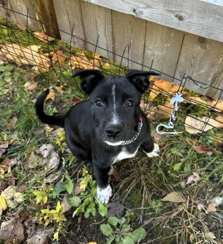 Rescue Mixed Breed Dogs for Adoption in Shelburne, Vermont - Pippa | PetCurious
