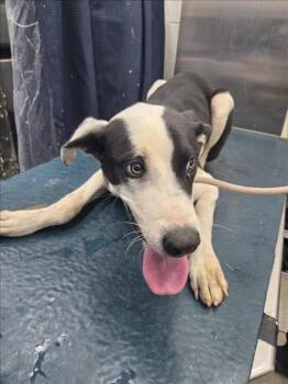 Rescue Black Mouth Cur and Mixed Breed Dogs for Adoption in Mobile, Alabama - BOK CHOY | PetCurious