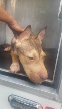 PENNY -  American Staffordshire Terrier Dog for Adoption in San Antonio, Texas - PENNY | PetCurious