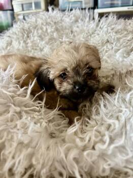Rescue Brussels Griffon and Poodle Dogs for Adoption in San Diego, California - Theodore | PetCurious