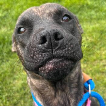 Pit Bull Terrier and Mixed Breed Dogs Available for Adoption in Matteson, Illinois - Cherie | PetCurious